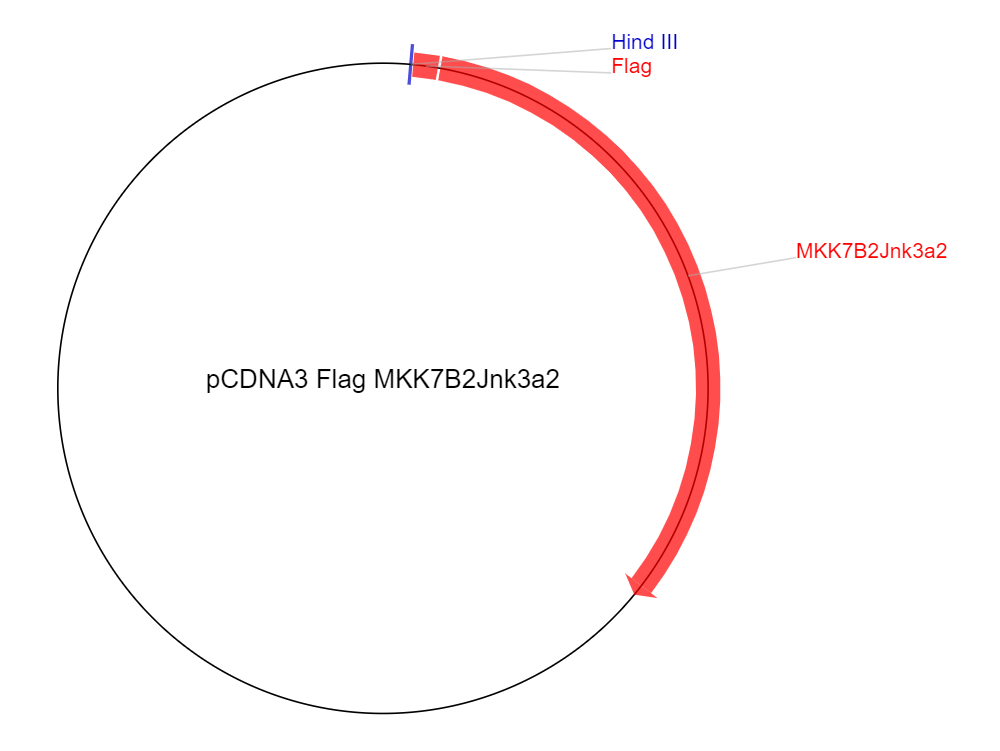 pCDNA3 Flag MKK7B2Jnk3a2质粒图谱